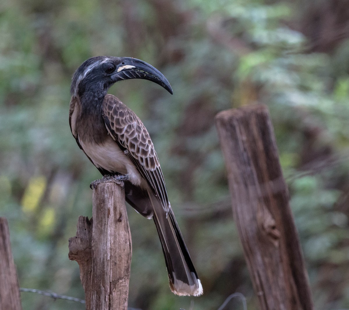 African Gray Hornbill - ML92841481