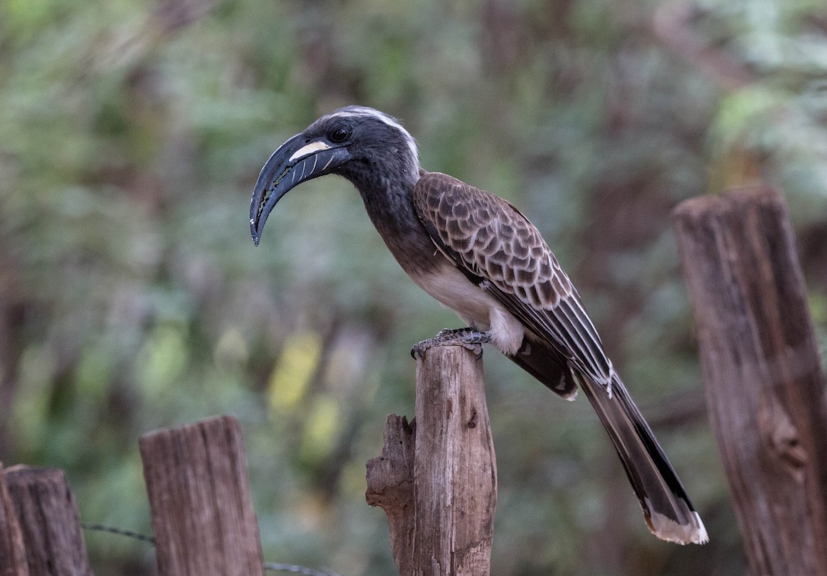African Gray Hornbill - ML92841491