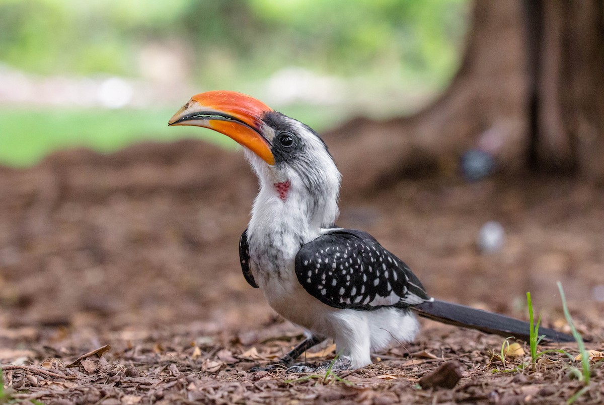 Jackson's Hornbill - ML92841571