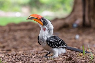  - Jackson's Hornbill