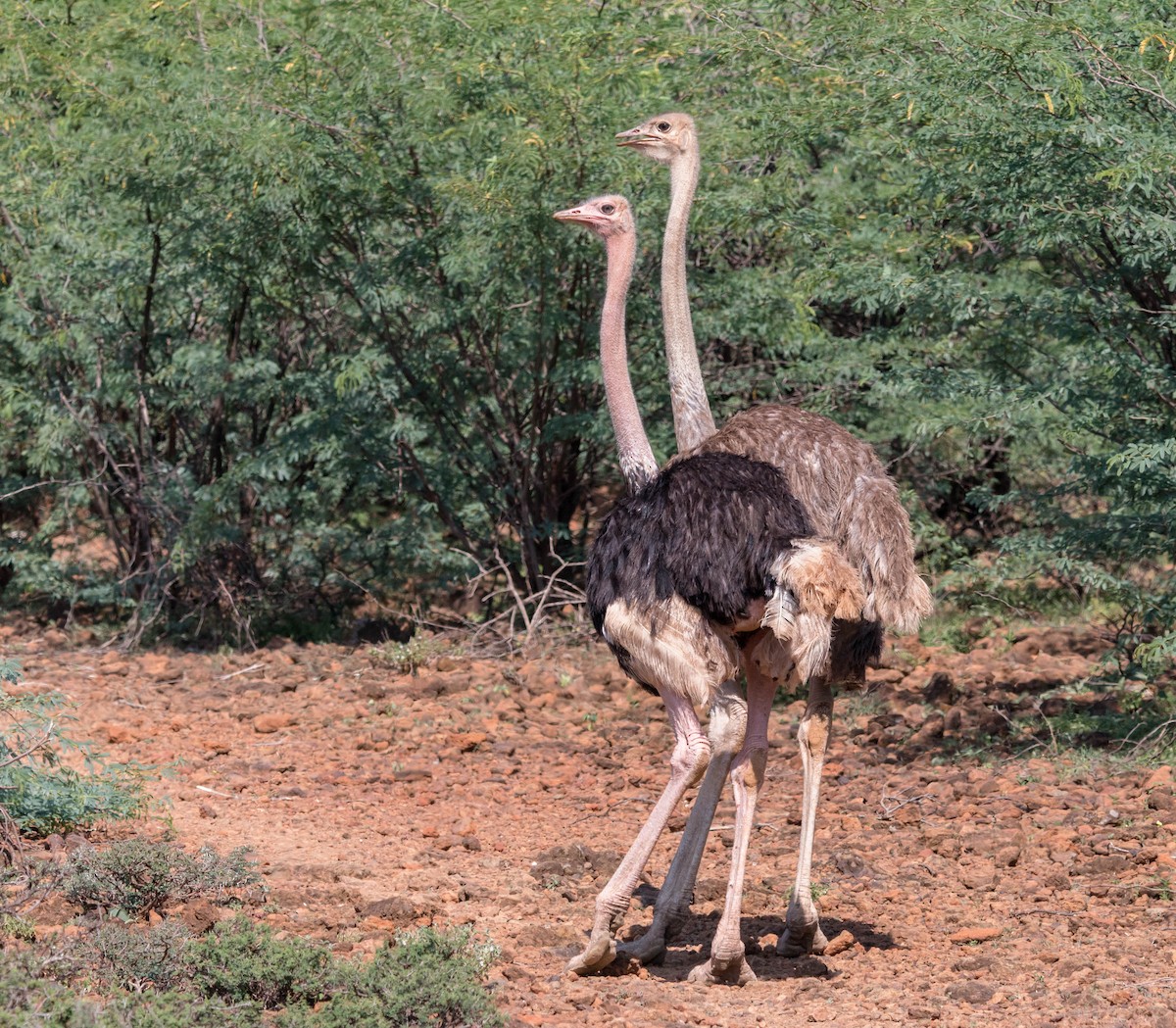Common Ostrich - ML92841861