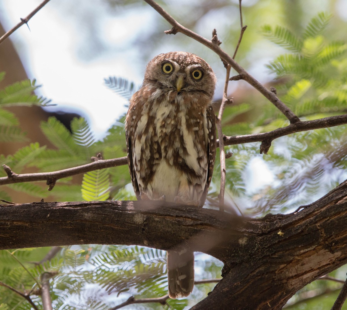 Pearl-spotted Owlet - ML92842221