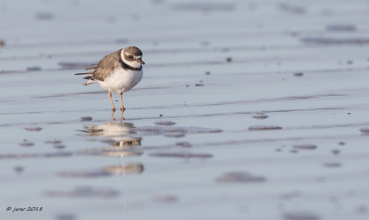 Semipalmated Plover - Janey Woodley