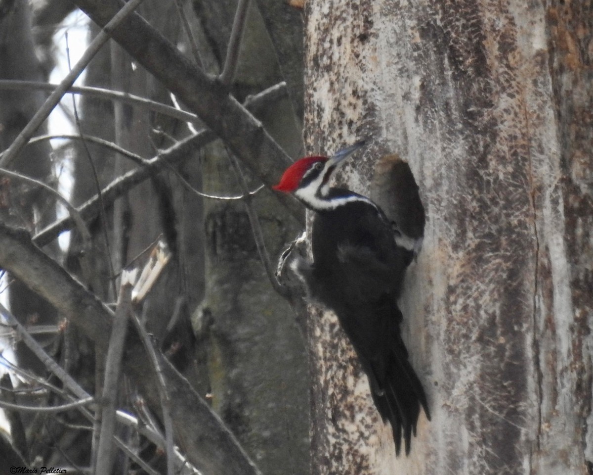 Pileated Woodpecker - Mario Pelletier