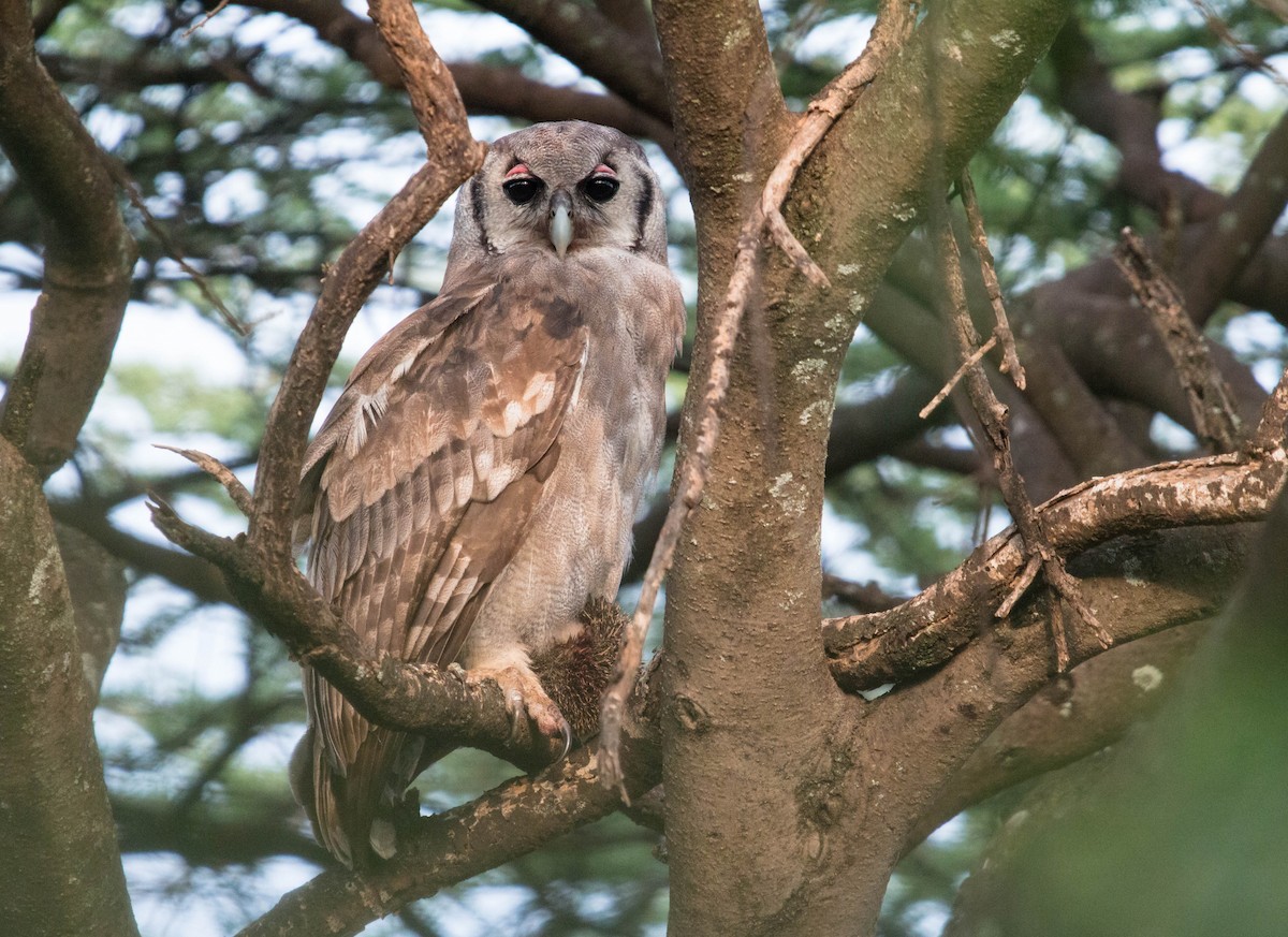 Verreaux's Eagle-Owl - Kevin Vande Vusse