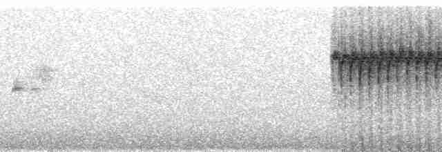 Percefleur à flancs blancs - ML92851