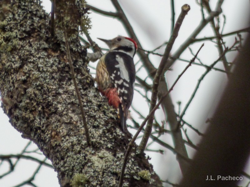 Middle Spotted Woodpecker - ML92853041