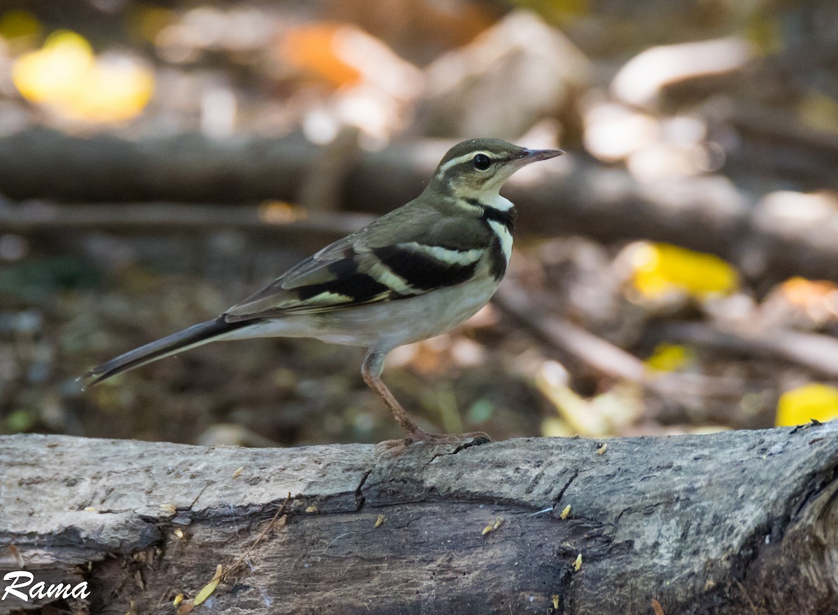 Forest Wagtail - ML92853391
