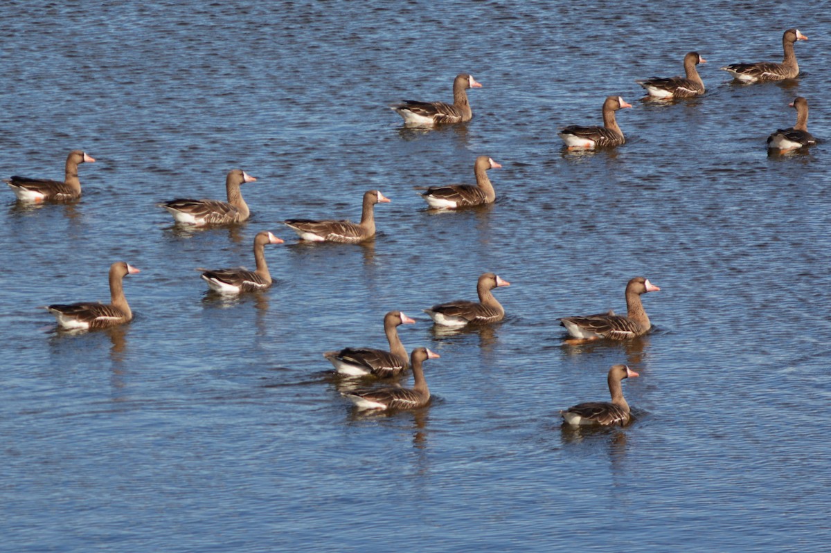 Greater White-fronted Goose - ML92854341