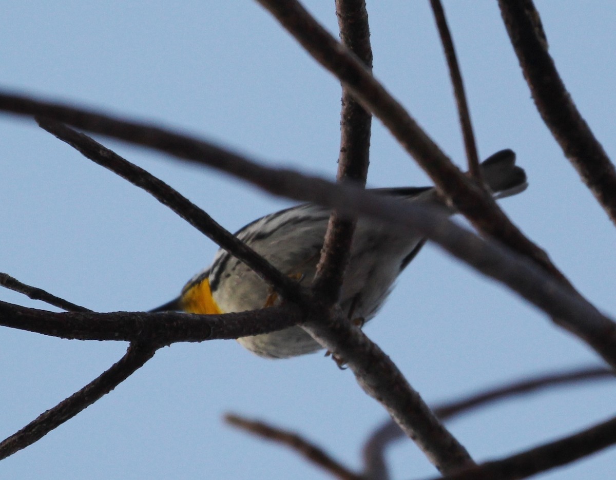 Yellow-throated Warbler - Hélène Crête
