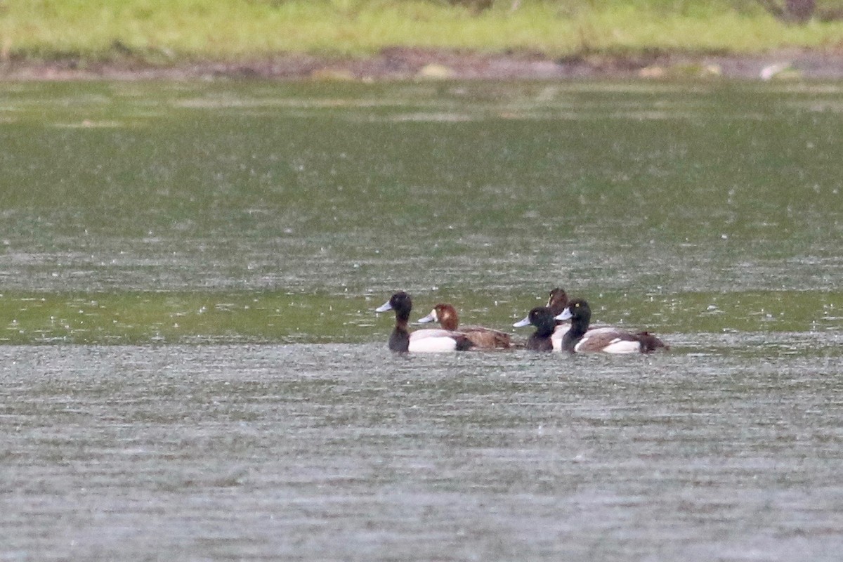 Greater Scaup - Jeff O'Connell