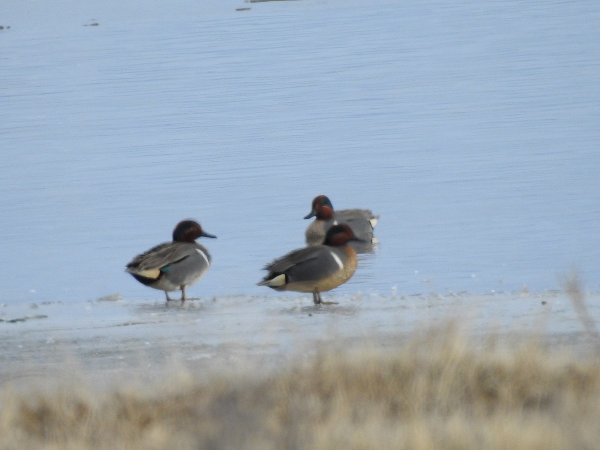 Green-winged Teal - ML92860661