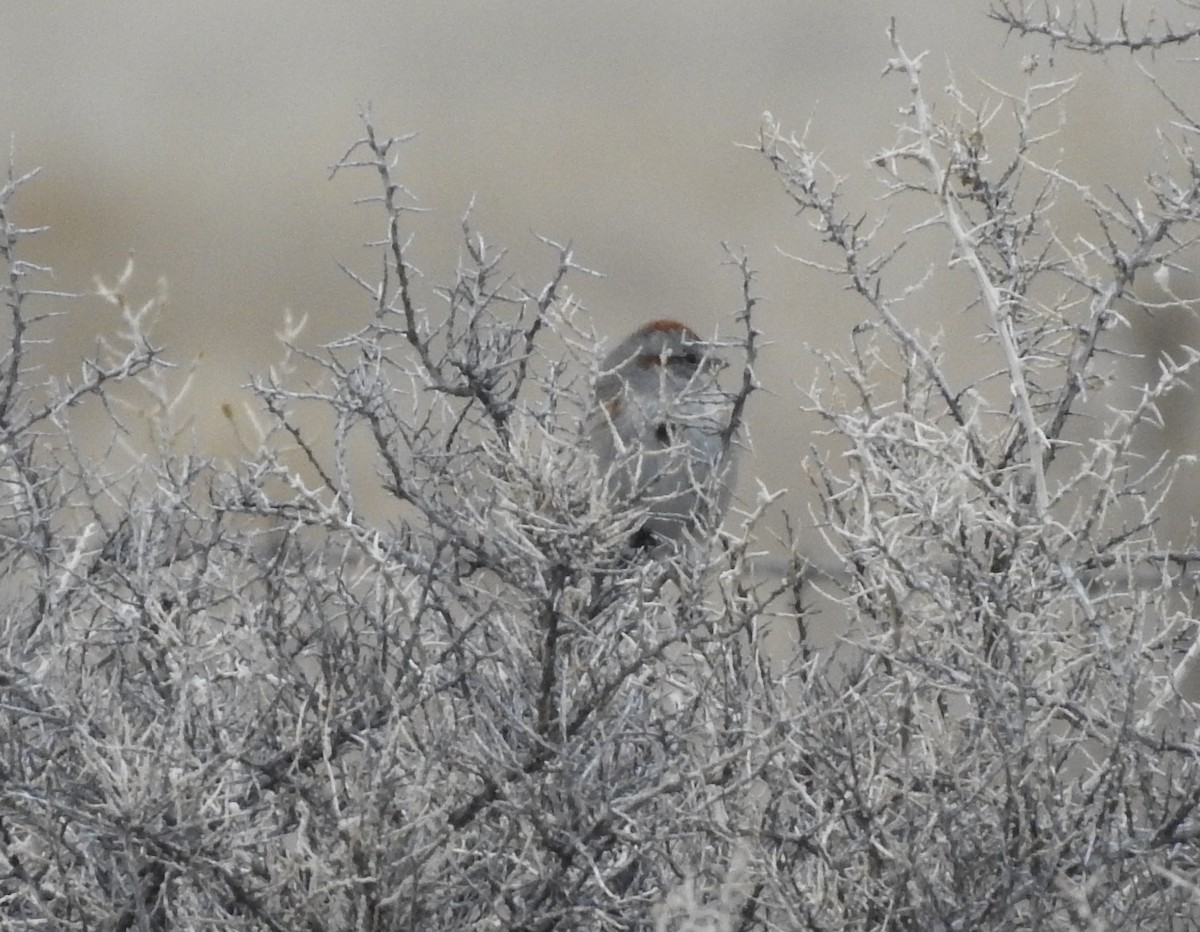 American Tree Sparrow - ML92860881