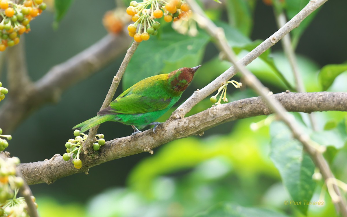 Bay-headed Tanager - ML92864221