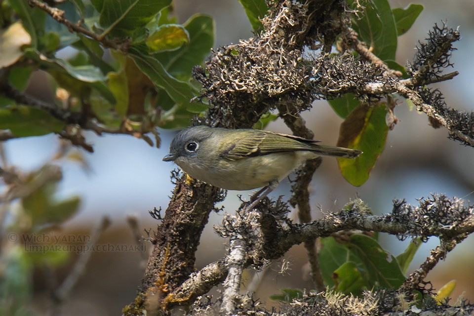 Green Shrike-Babbler (Eye-ringed) - ML92864261