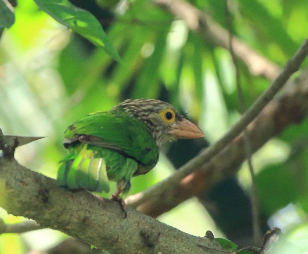 Lineated Barbet - ML92864941