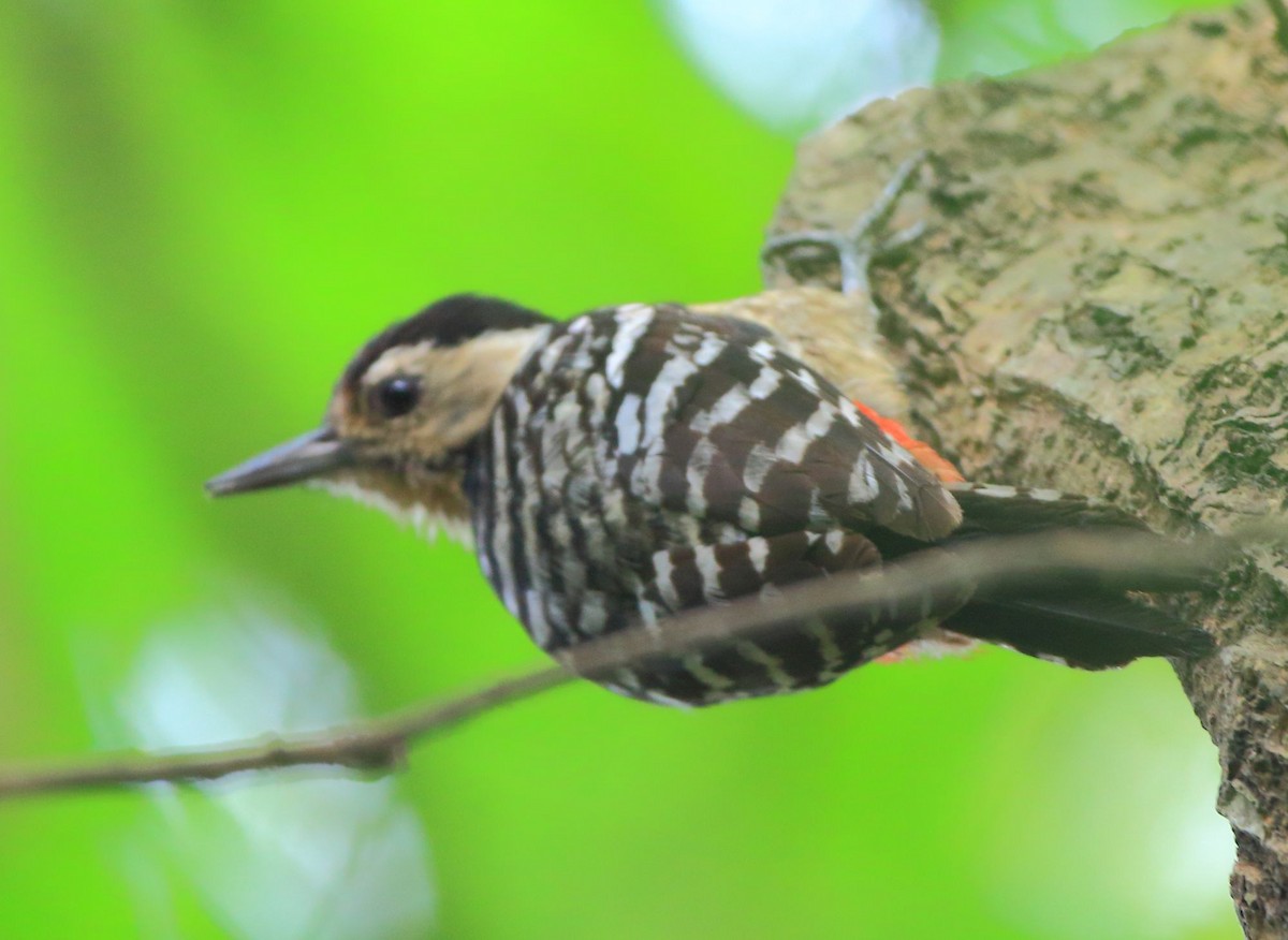Fulvous-breasted Woodpecker - ML92864961