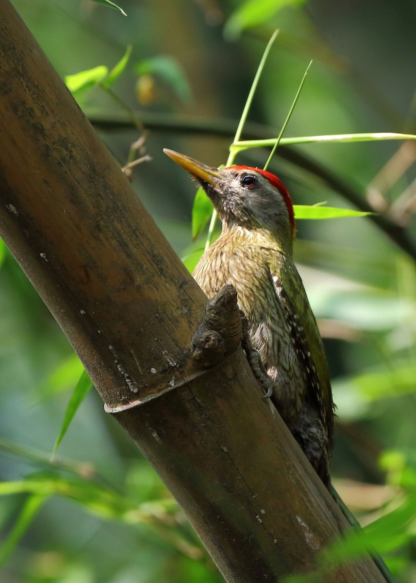 Streak-throated Woodpecker - ML92865001