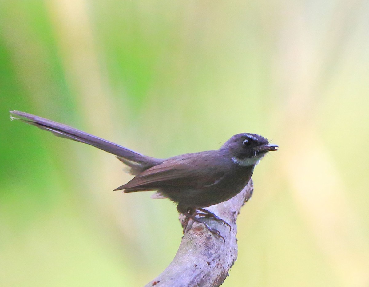 White-throated Fantail - ML92865231