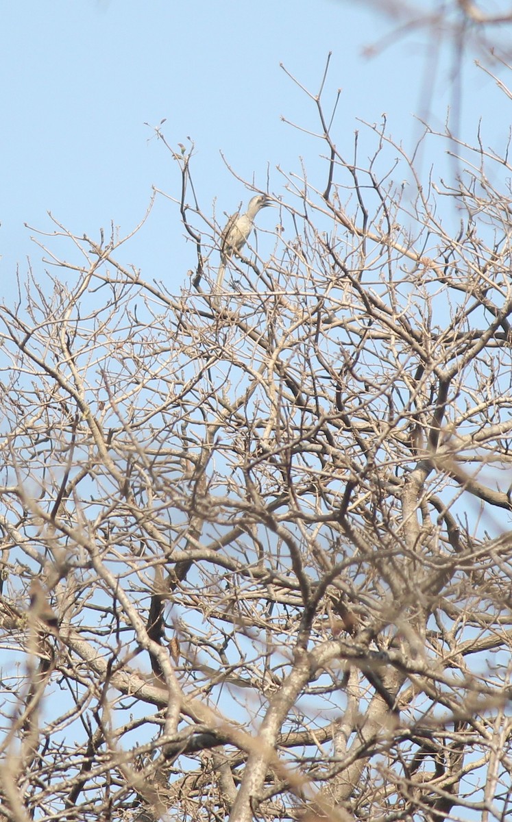 Indian Gray Hornbill - MUKESH SALVI