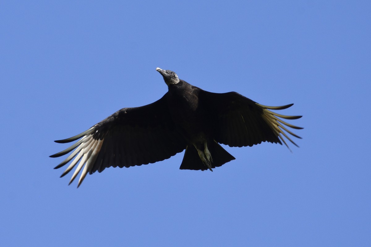Black Vulture - Andrew Lyall