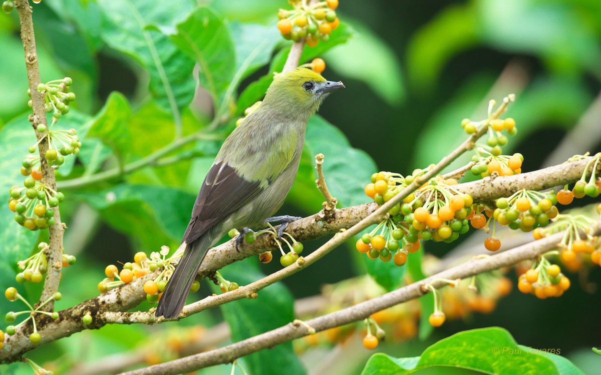 Palm Tanager - ML92866961