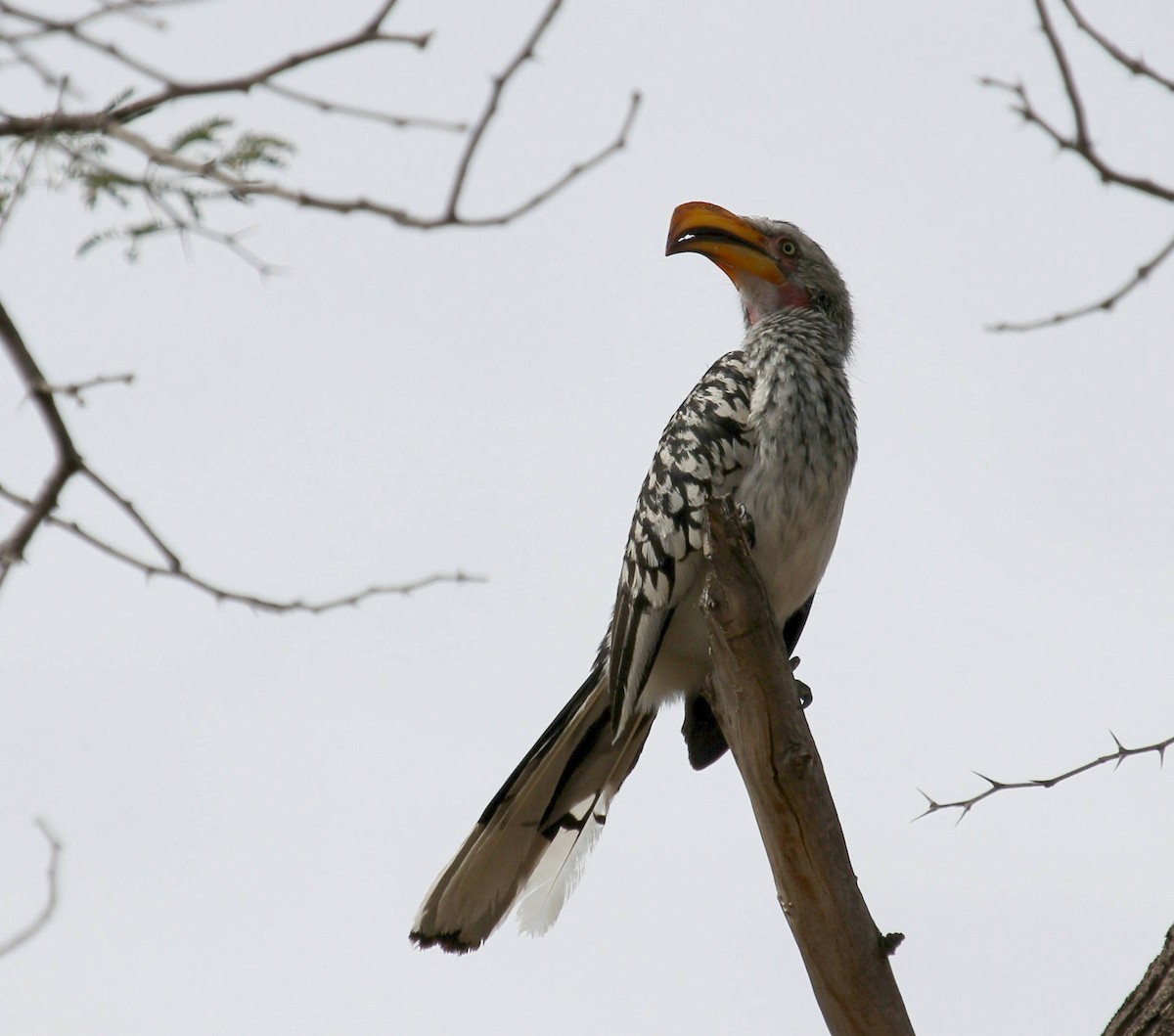 Southern Yellow-billed Hornbill - Andrey Vlasenko