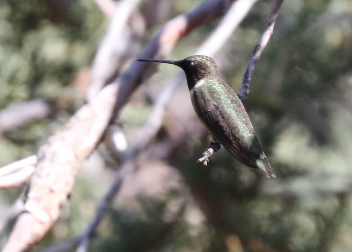 hummingbird sp. - ML92870361