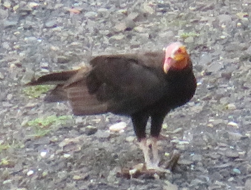 Lesser Yellow-headed Vulture - ML92870741