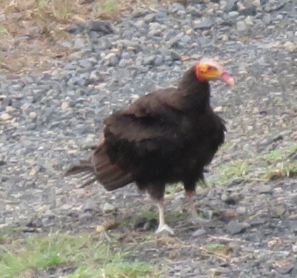 Lesser Yellow-headed Vulture - ML92870751
