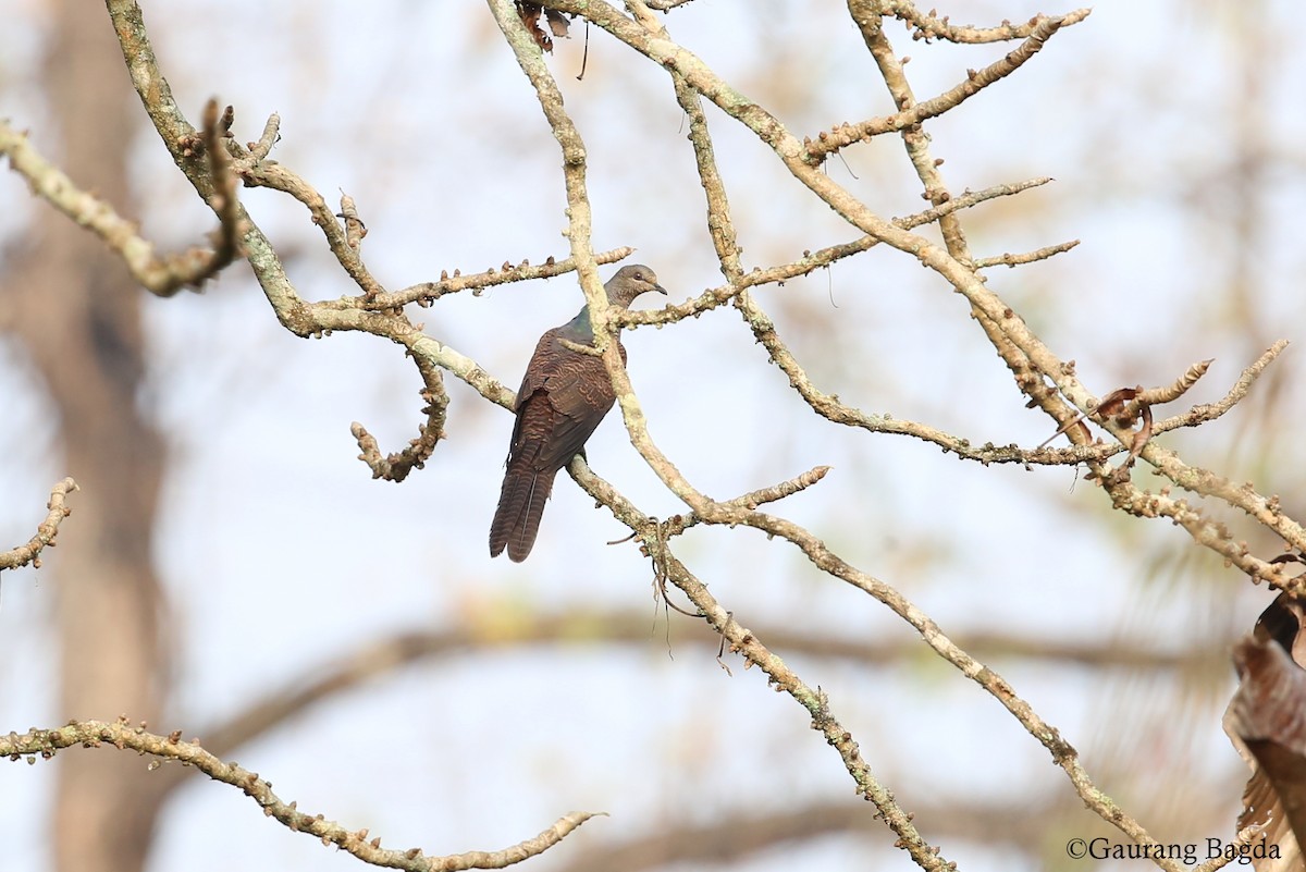 Barred Cuckoo-Dove - Gaurang Bagda