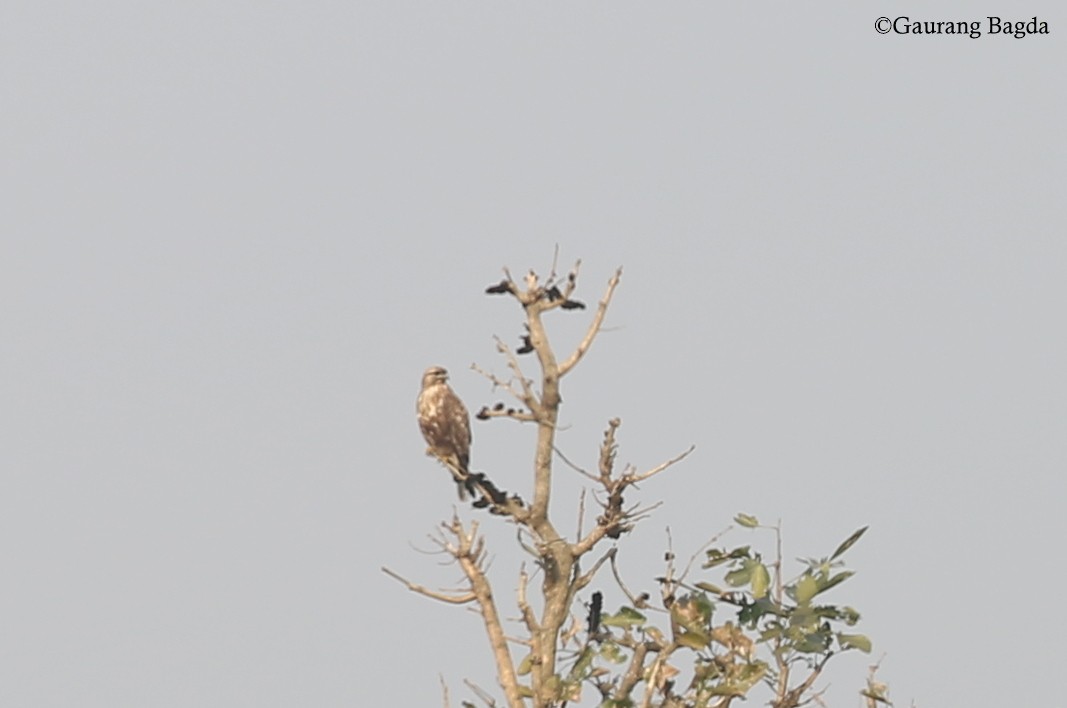Common Buzzard - Gaurang Bagda