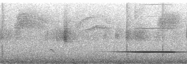 Крючкоклювая ванга (cetera) - ML92877