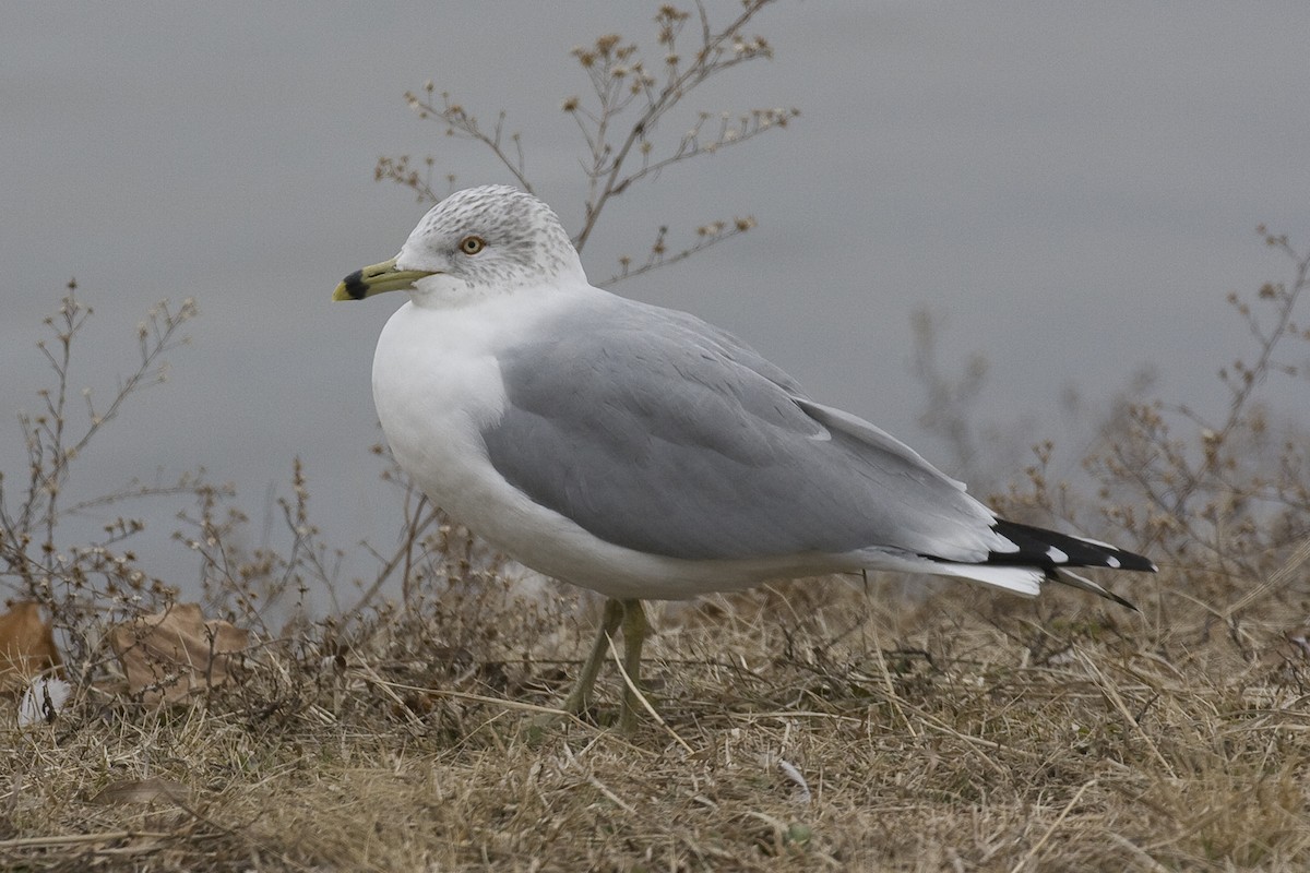 Ring-billed Gull - Todd Deal