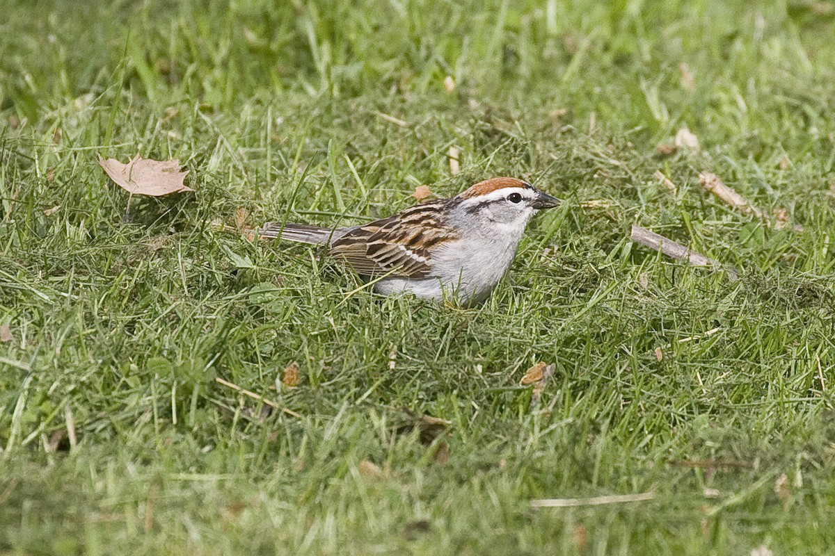 Chipping Sparrow - ML92880971