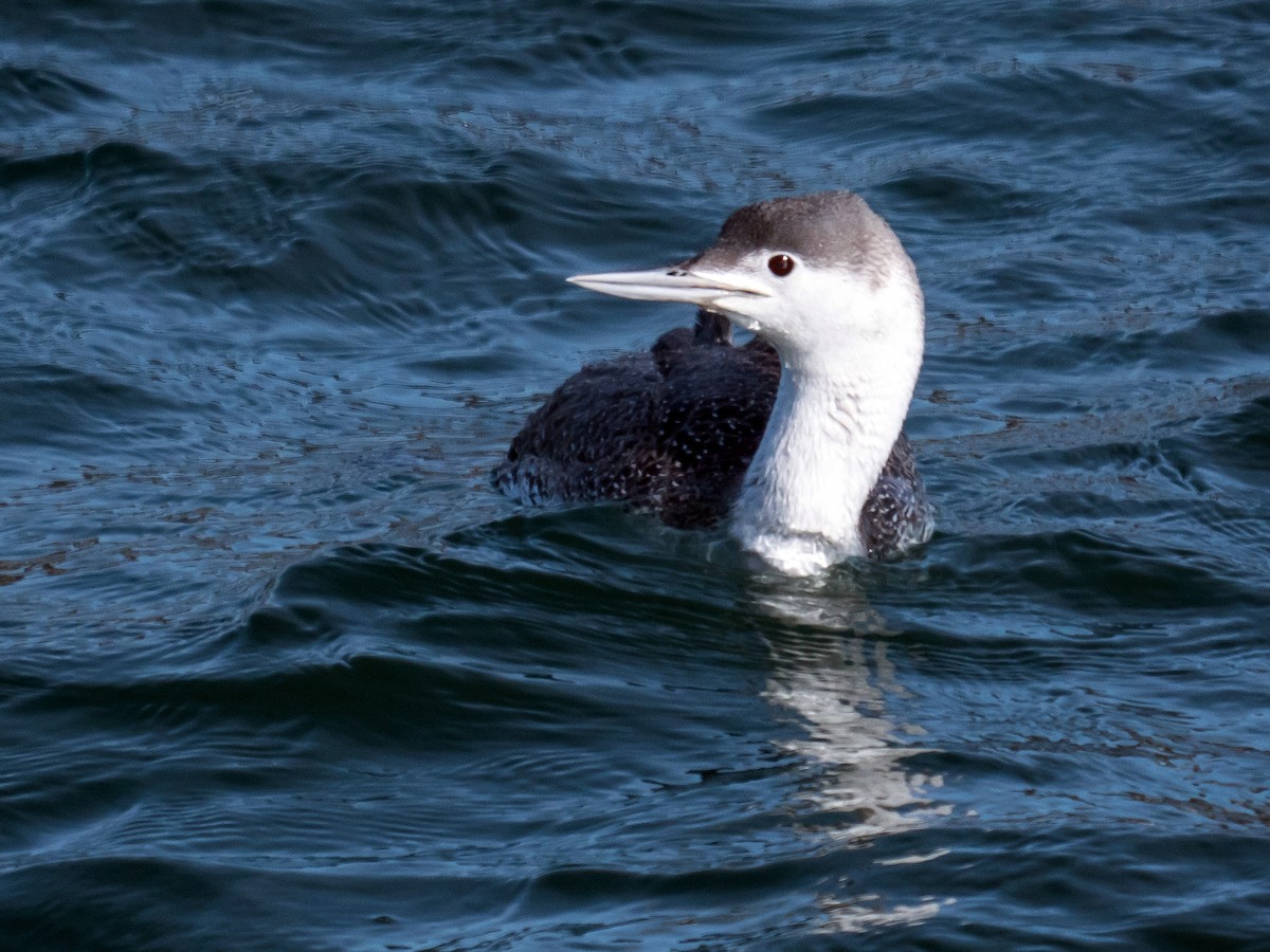 Red-throated Loon - Dan Oh