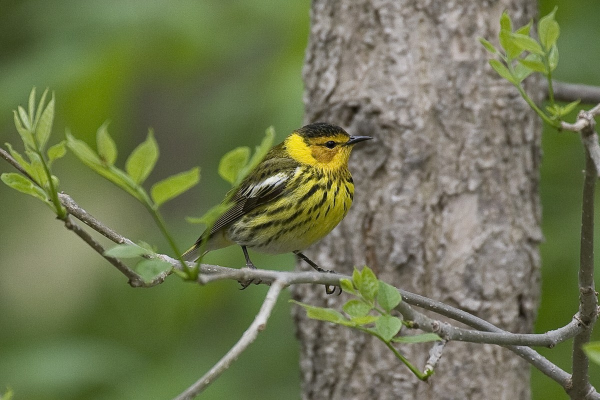 Cape May Warbler - ML92882401