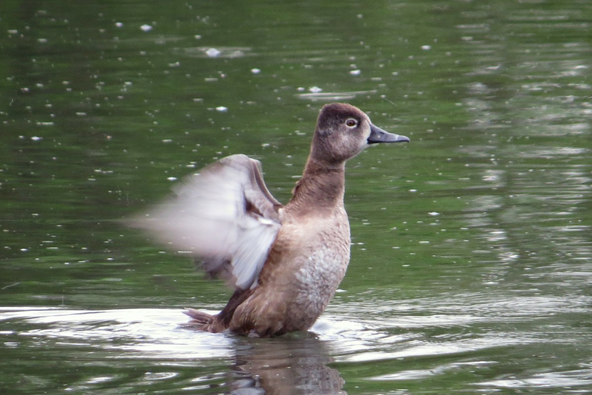 Ring-necked Duck - ML92885541