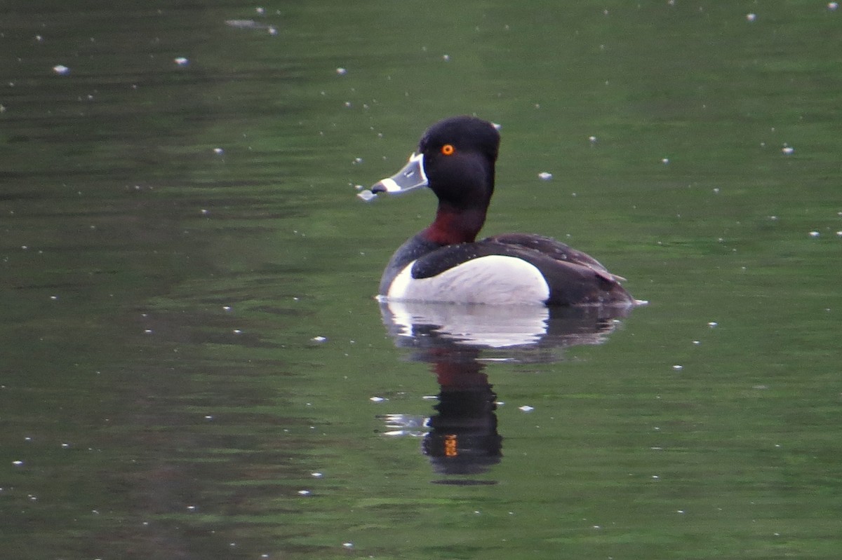 Ring-necked Duck - ML92885561