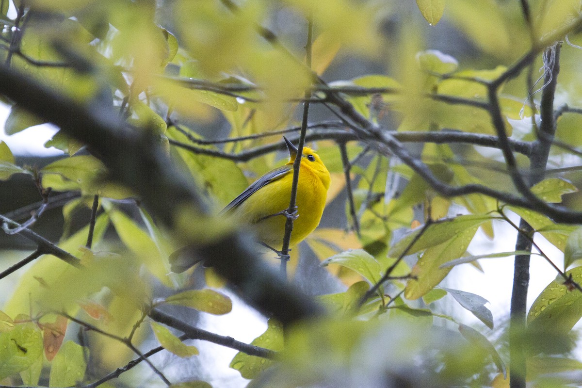 Prothonotary Warbler - ML92886451