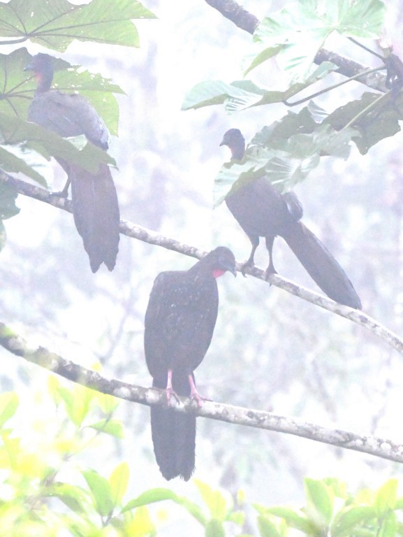 Crested Guan - ML92886931