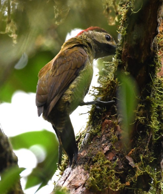 Golden-olive Woodpecker - ML92887321