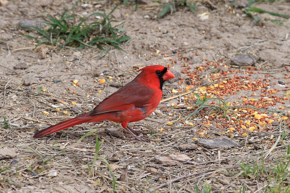 Cardinal rouge - ML92889561