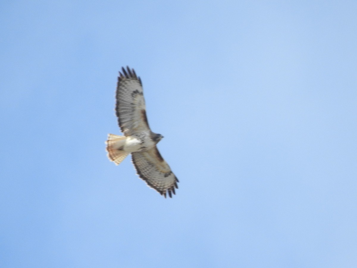 Red-tailed Hawk - ML92889801