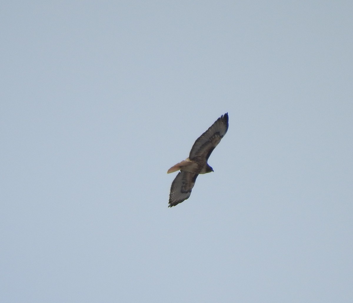 Red-tailed Hawk - ML92889871