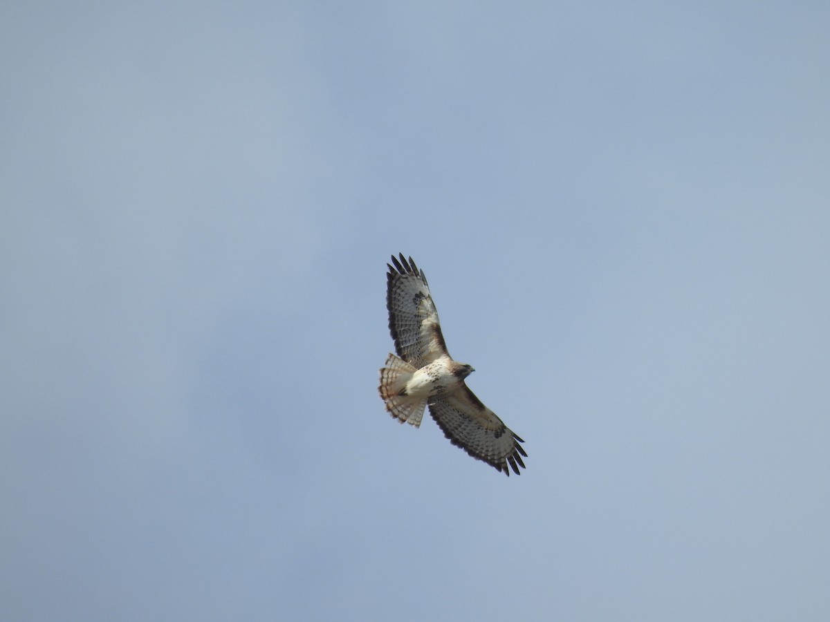 Red-tailed Hawk - ML92890991