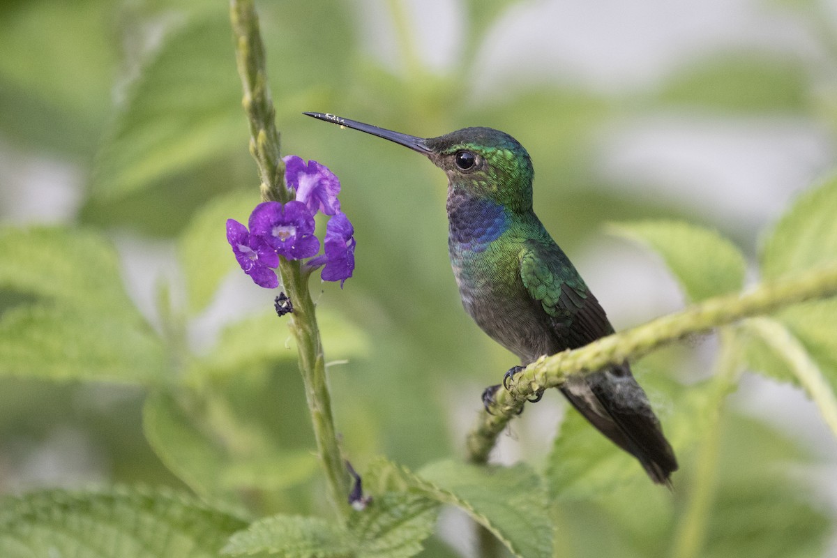 Charming Hummingbird - Marcelo Corella