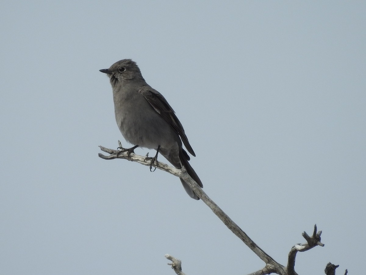 Townsend's Solitaire - ML92891211