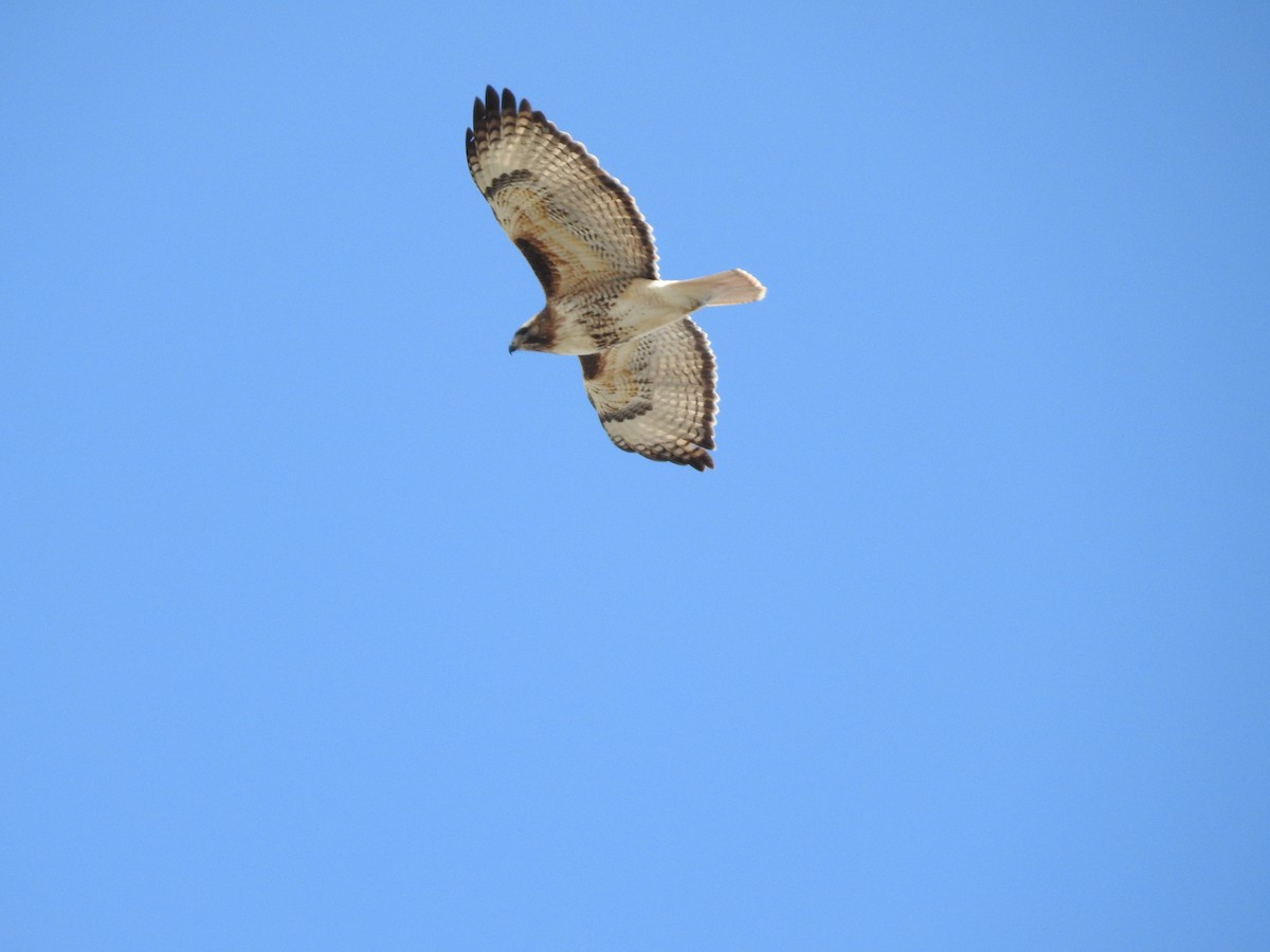 Red-tailed Hawk - ML92891381