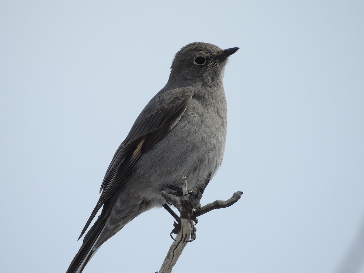 Townsend's Solitaire - Shane Sater